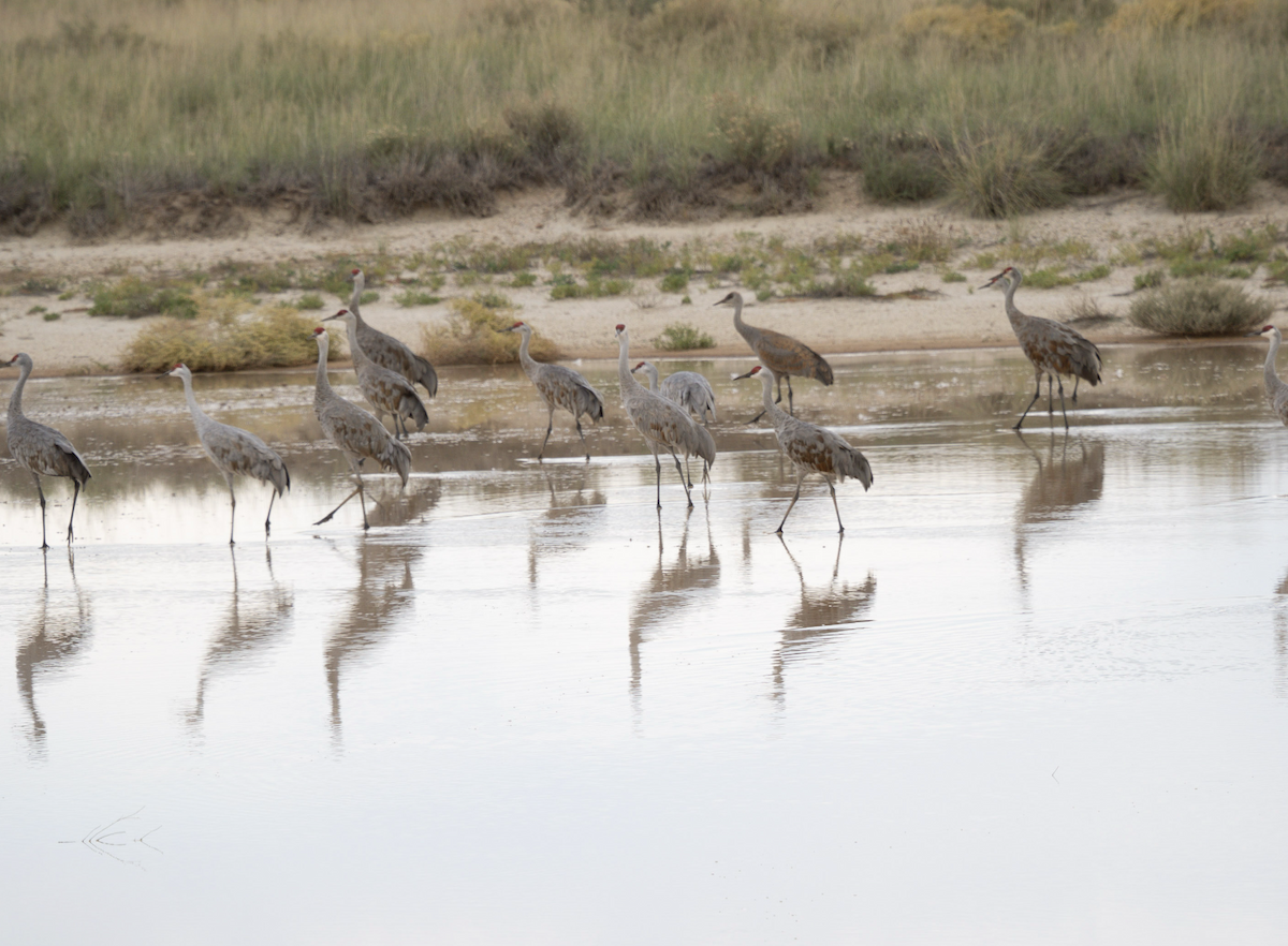 Sandhill Crane - ML644062951