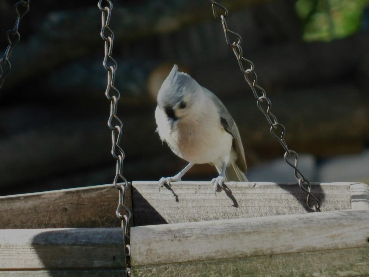 Tufted Titmouse - ML644062954