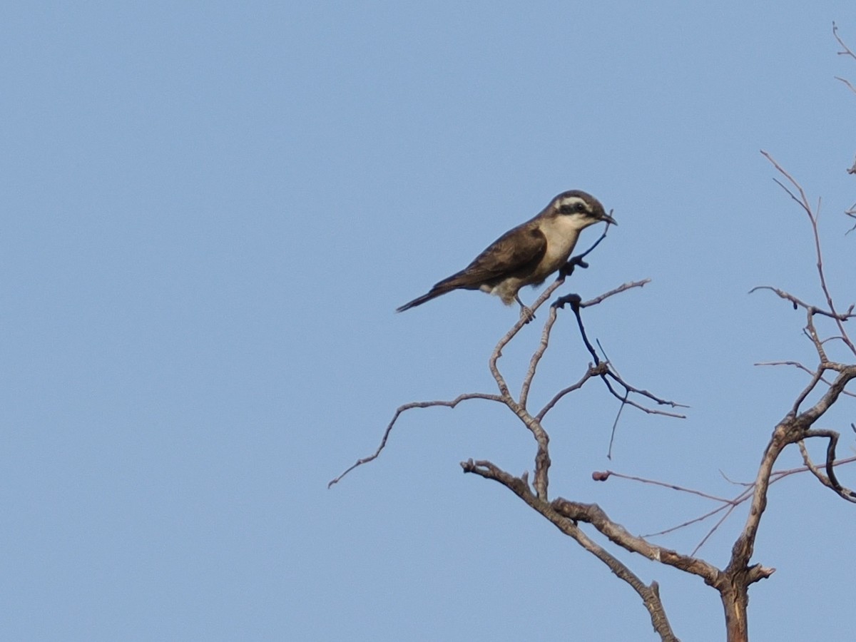 Black-eared Cuckoo - ML644062955