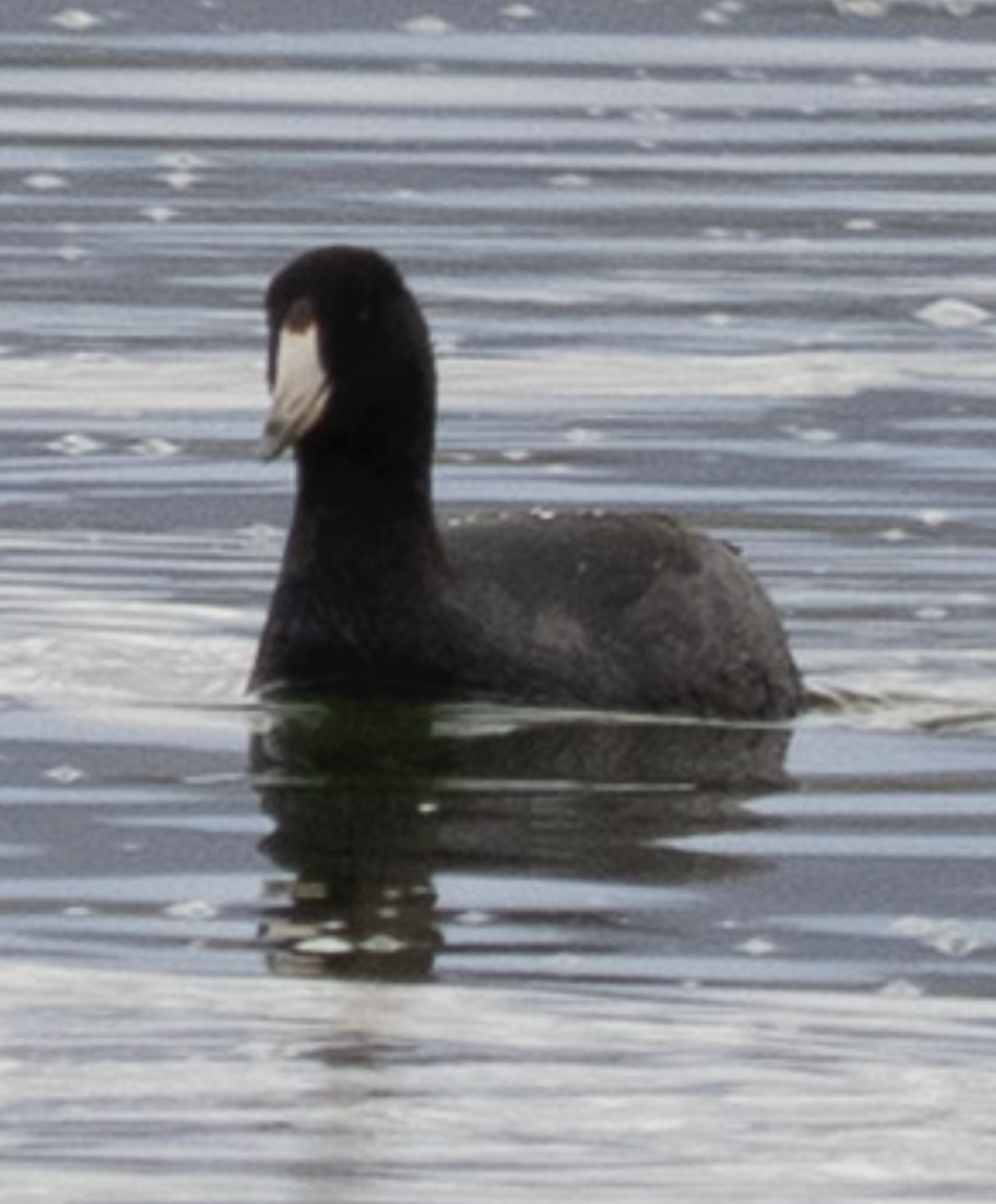 American Coot - ML644062971