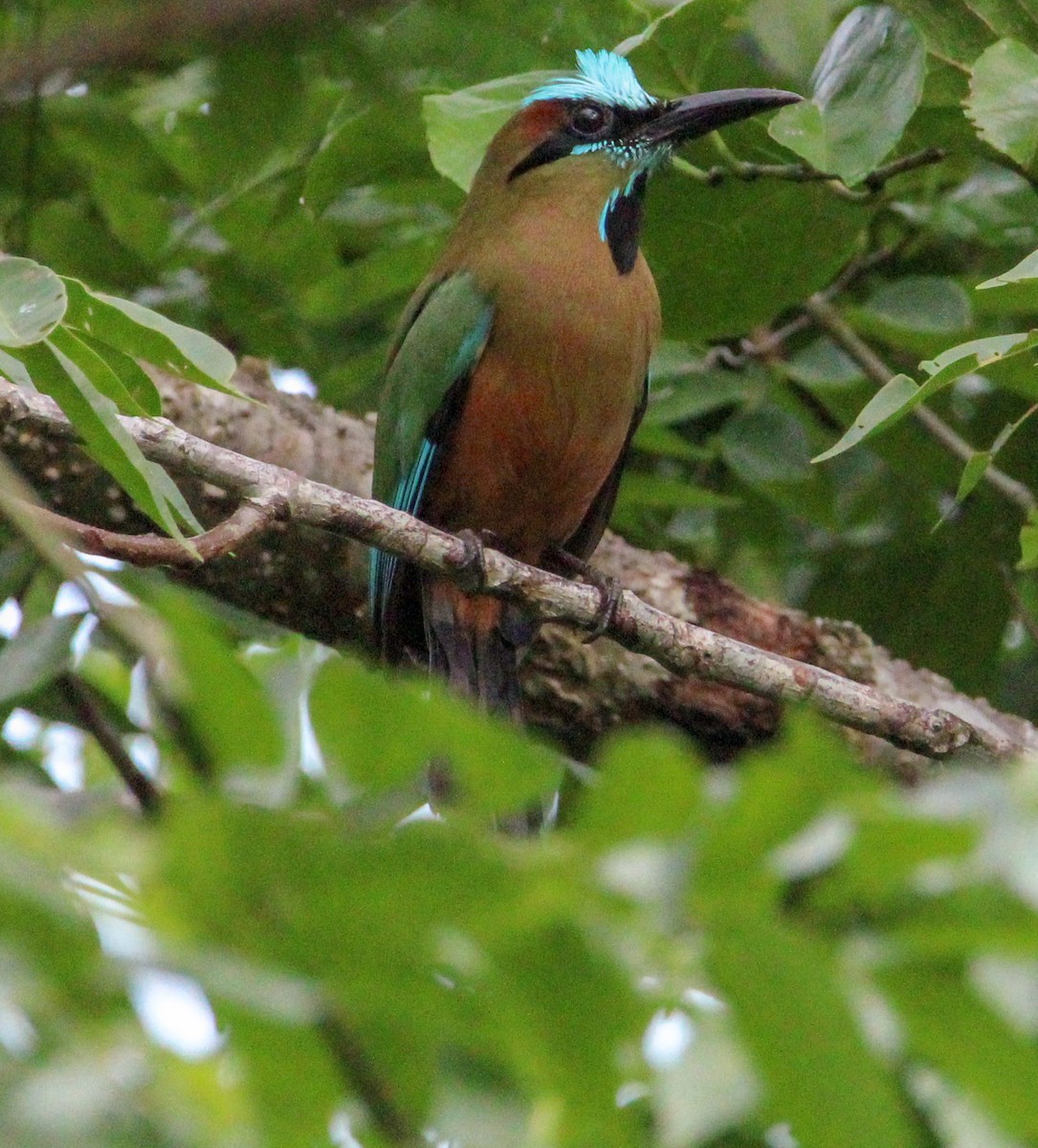 Turquoise-browed Motmot - ML644062977