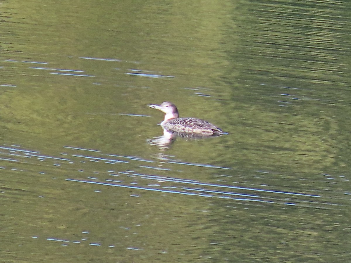 Common Loon - ML644062992