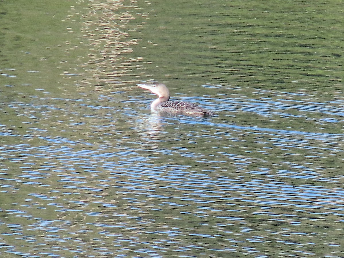 Common Loon - ML644062993