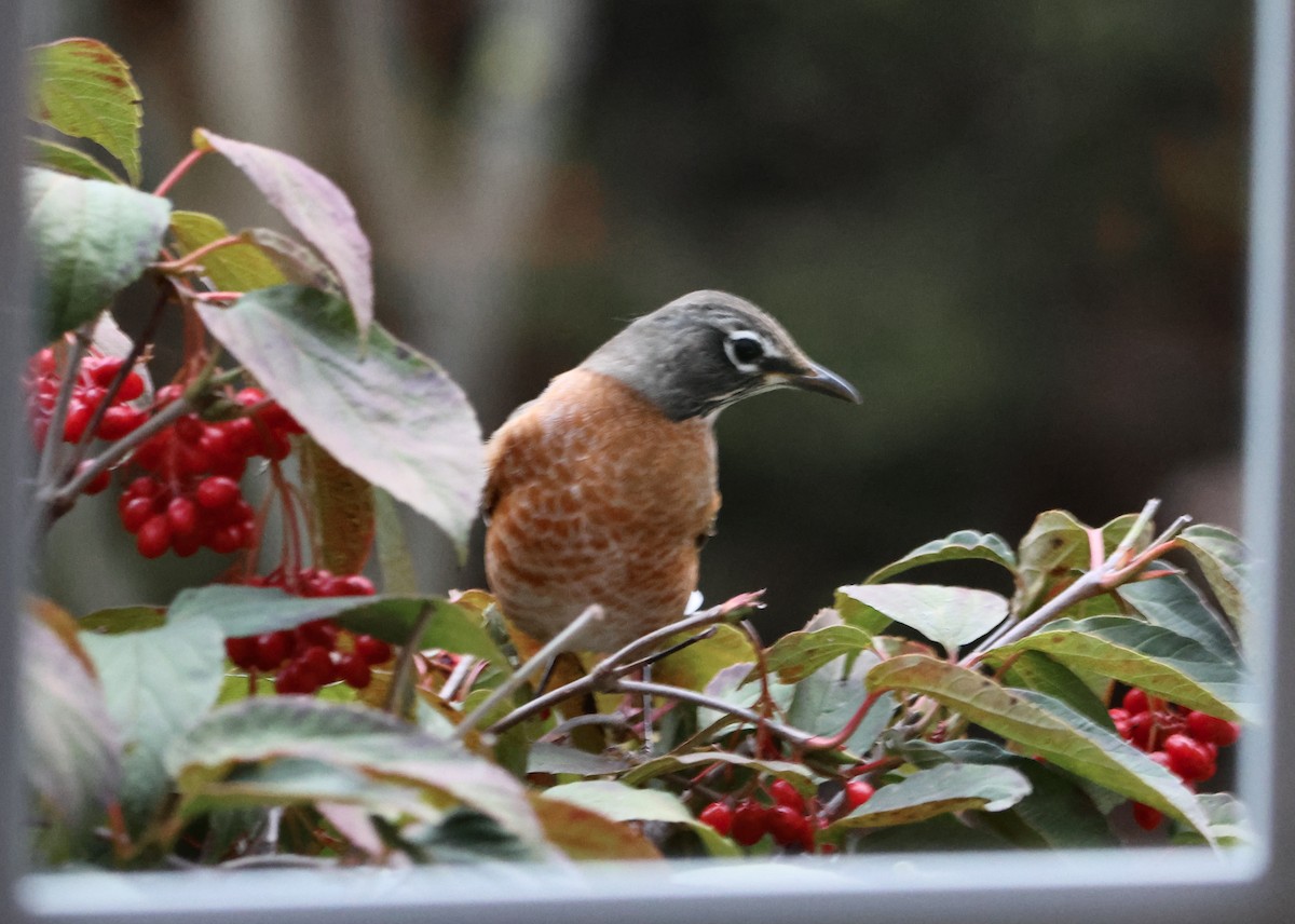 American Robin - ML644063025