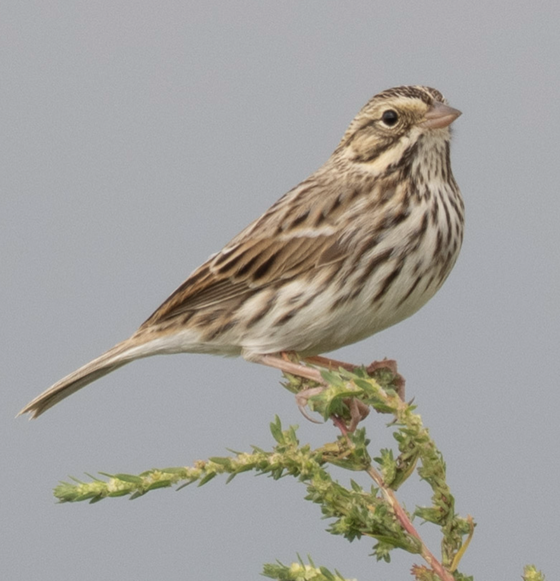 Savannah Sparrow - ML644063031