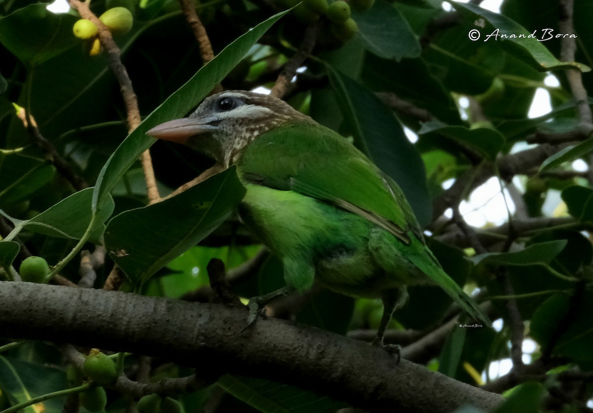 White-cheeked Barbet - ML644063033