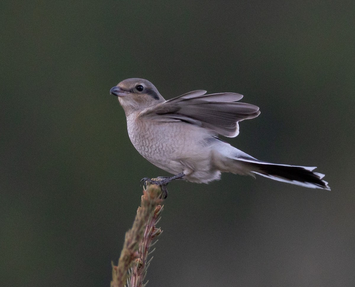 Northern Shrike - ML644063037