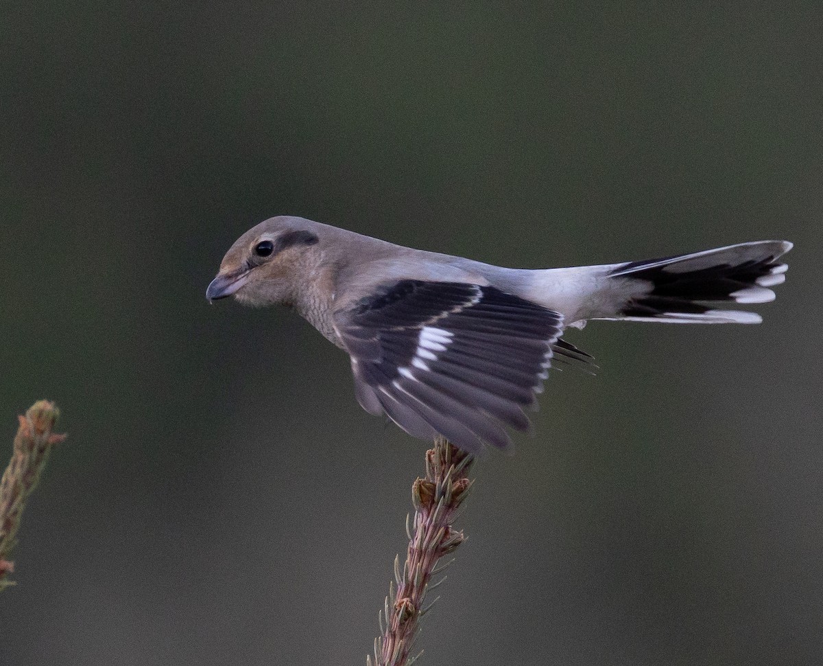 Northern Shrike - ML644063038