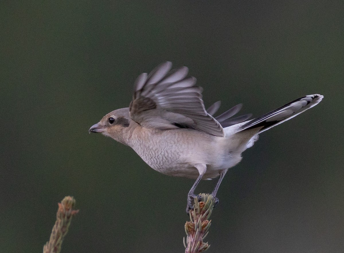 Northern Shrike - ML644063039