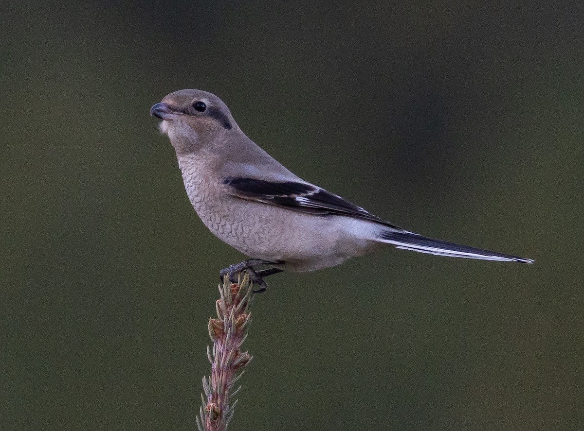 Northern Shrike - ML644063040