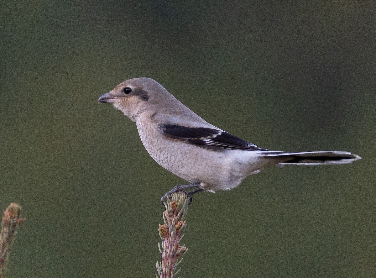 Northern Shrike - ML644063041