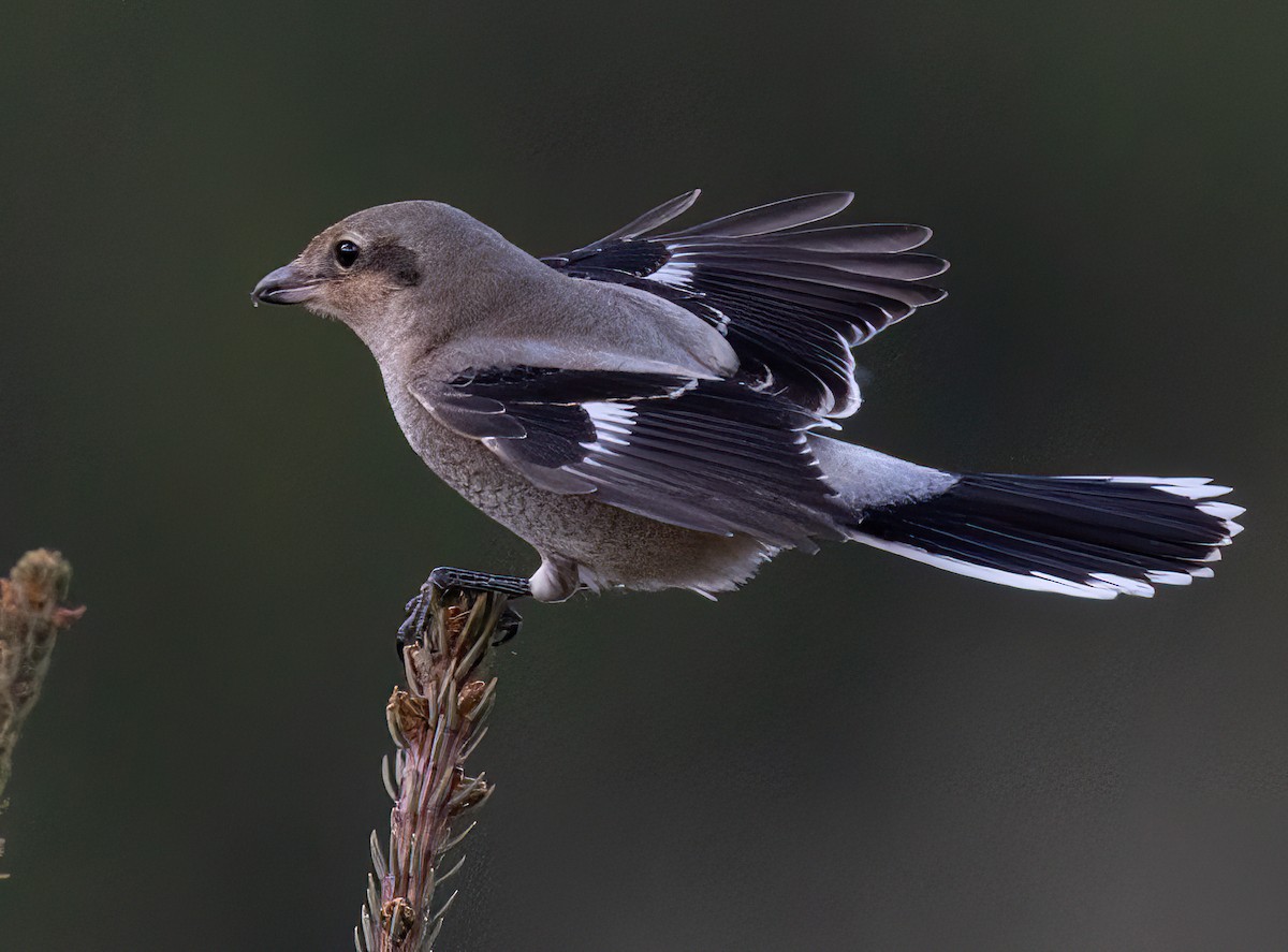 Northern Shrike - ML644063042