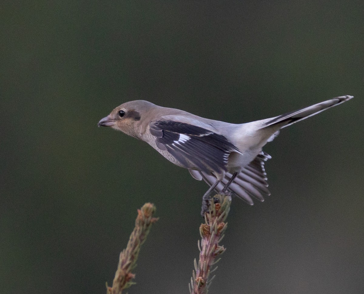 Northern Shrike - ML644063043