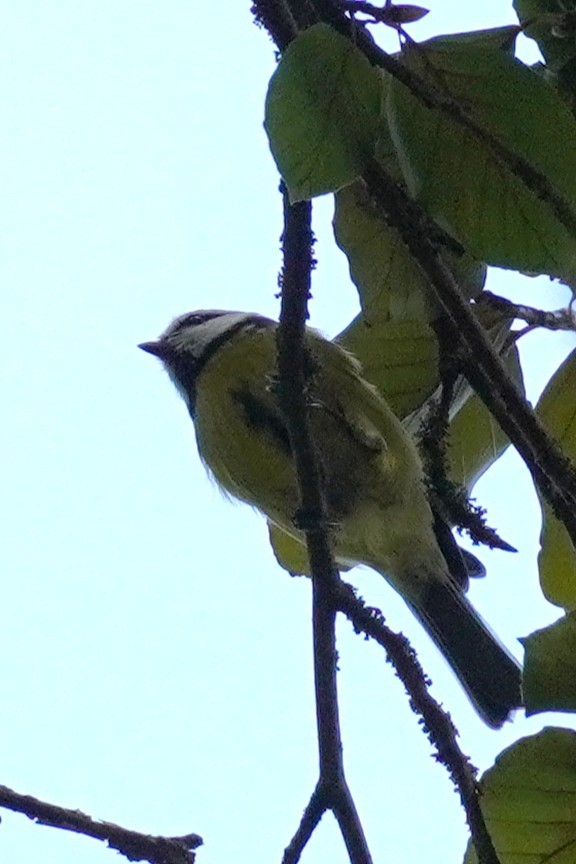 Eurasian Blue Tit - ML644063059