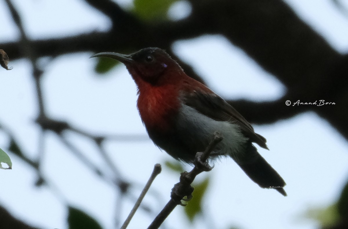 Vigors's Sunbird - ML644063064
