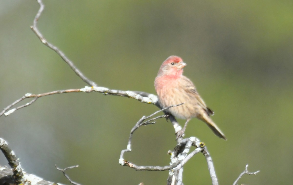 House Finch - ML644063071