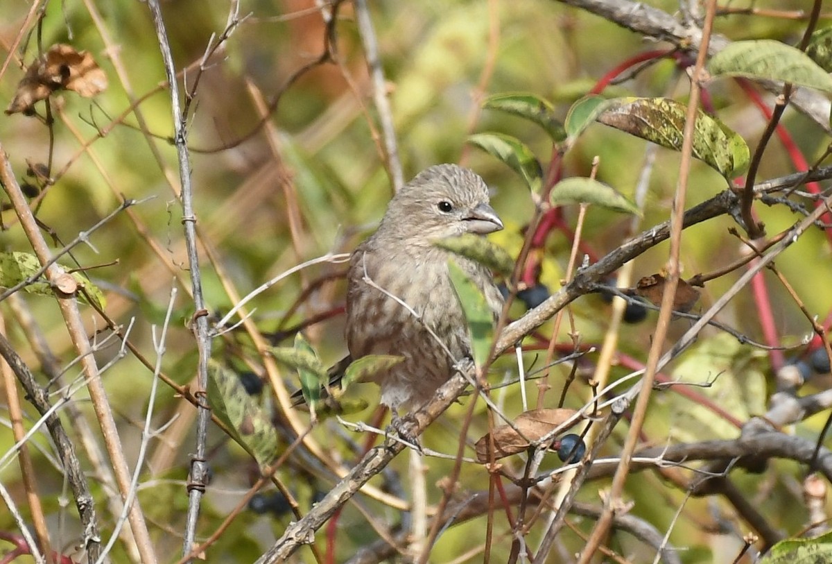House Finch - ML644063072