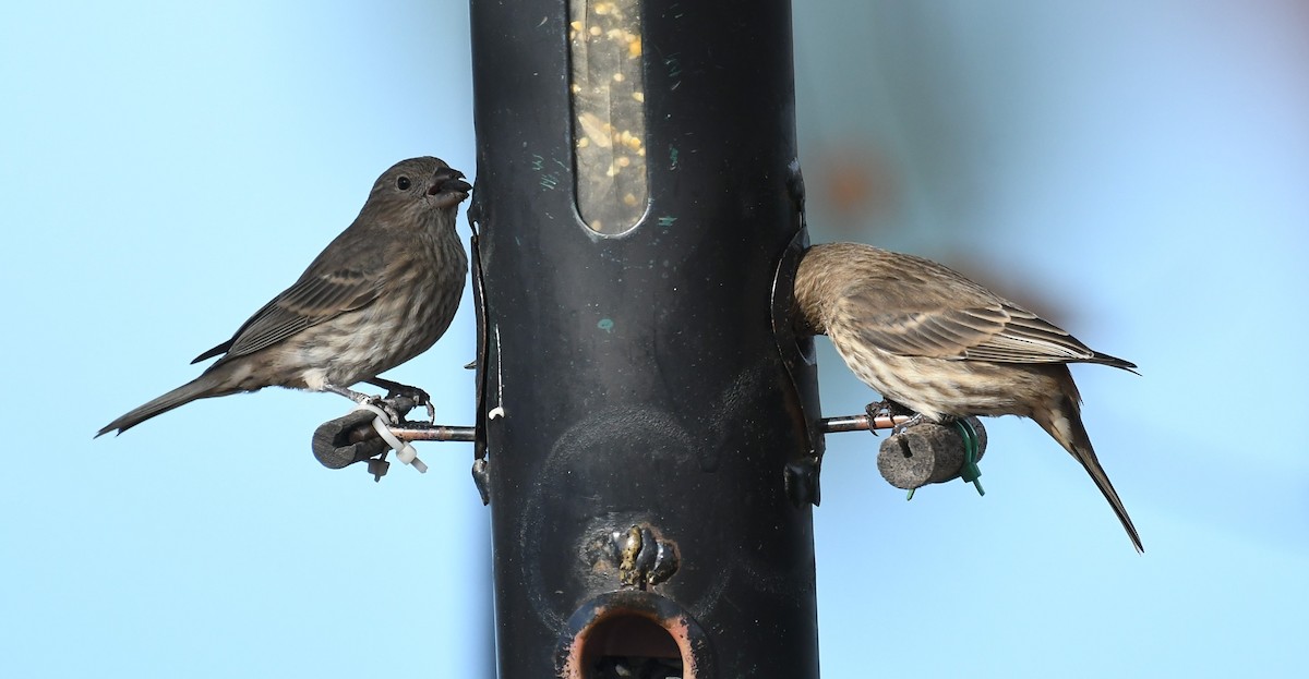 House Finch - ML644063073