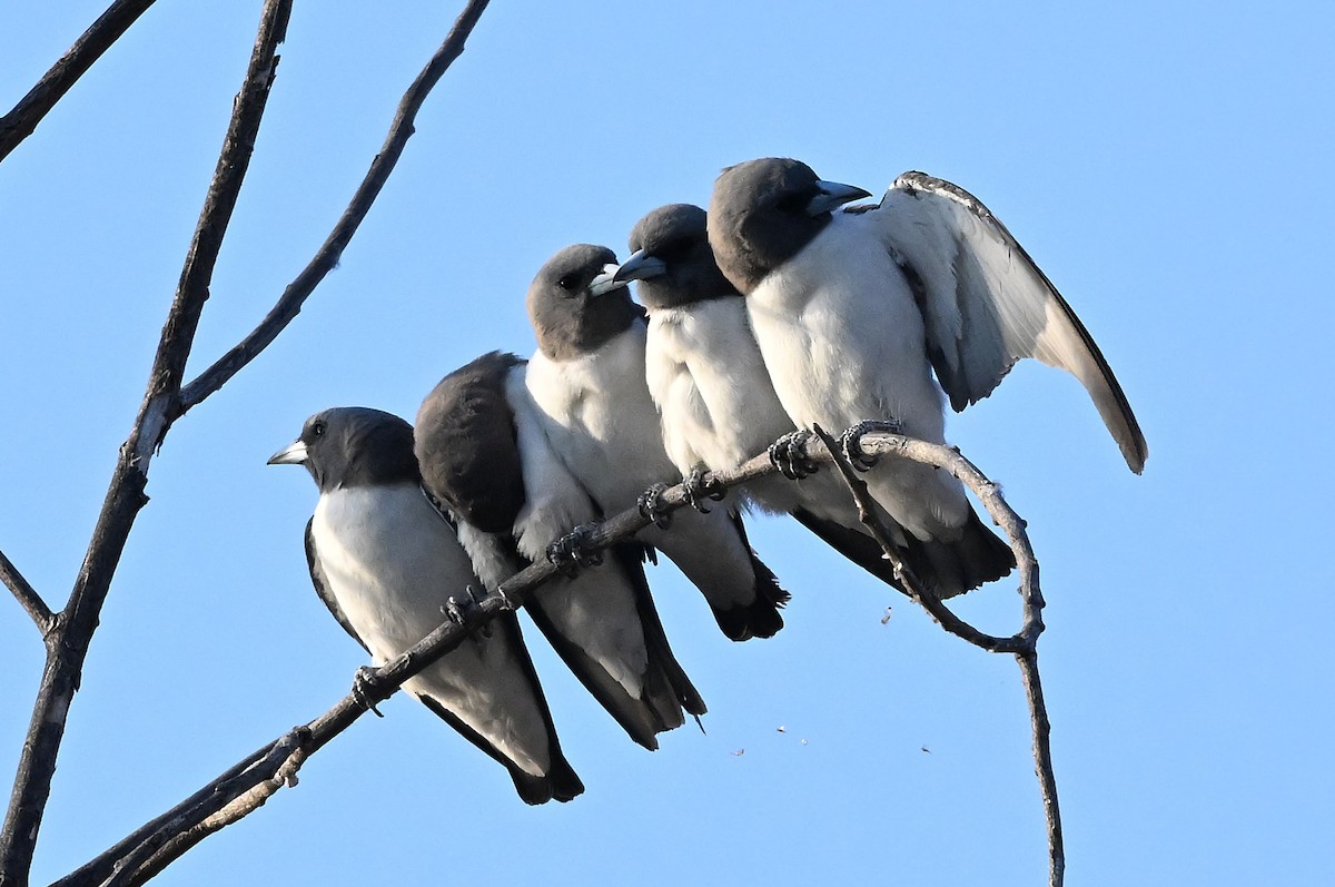 White-breasted Woodswallow - ML644063075