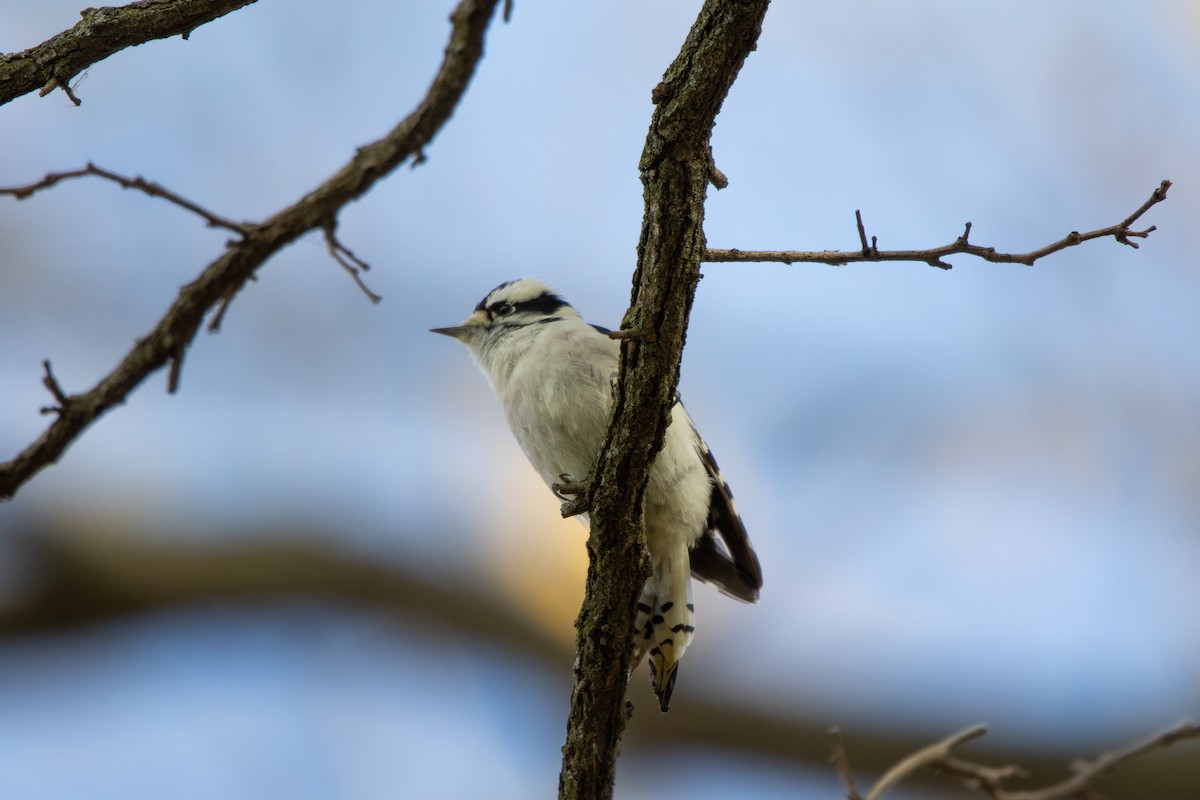 Downy Woodpecker - ML644063078