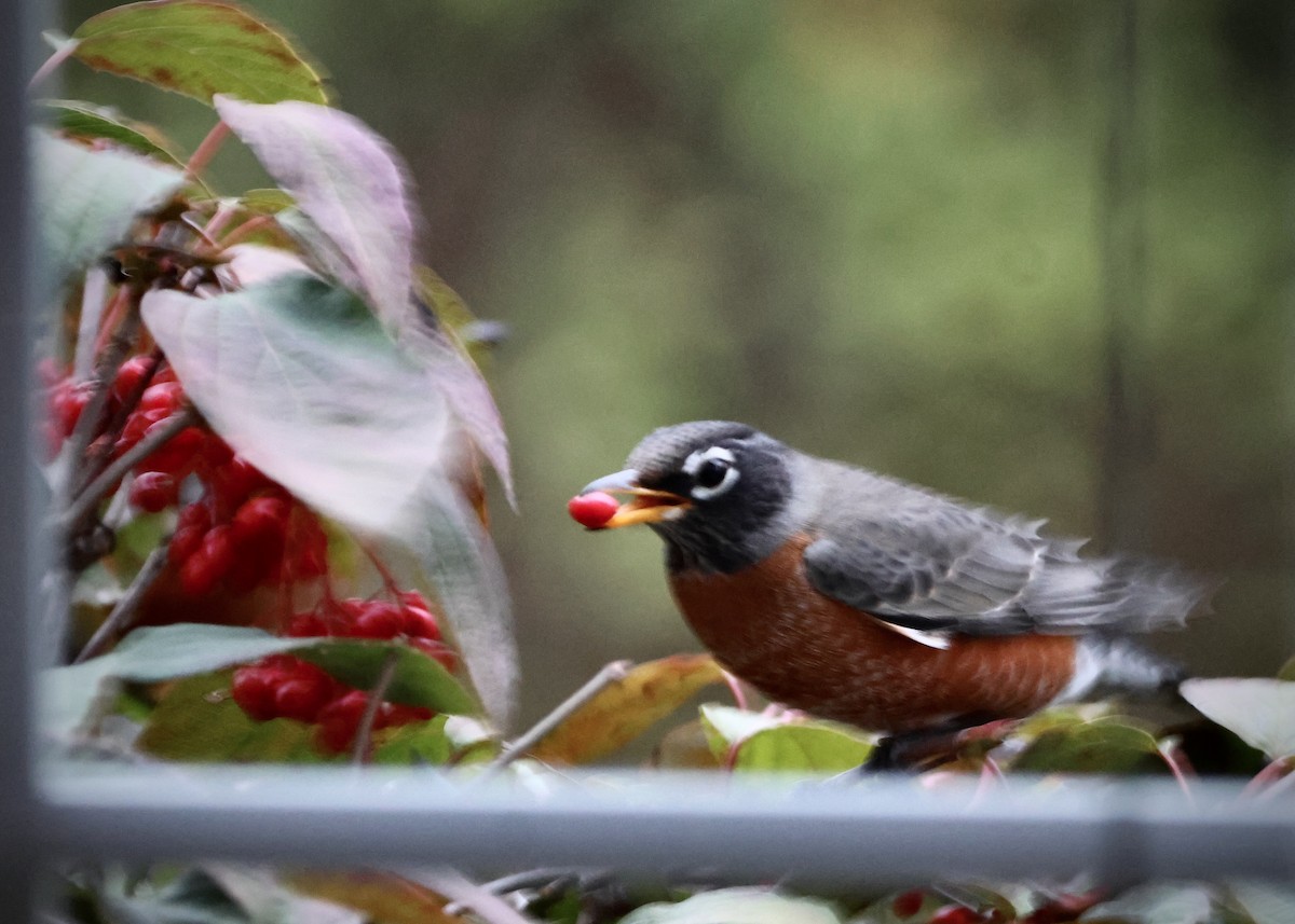 American Robin - ML644063080