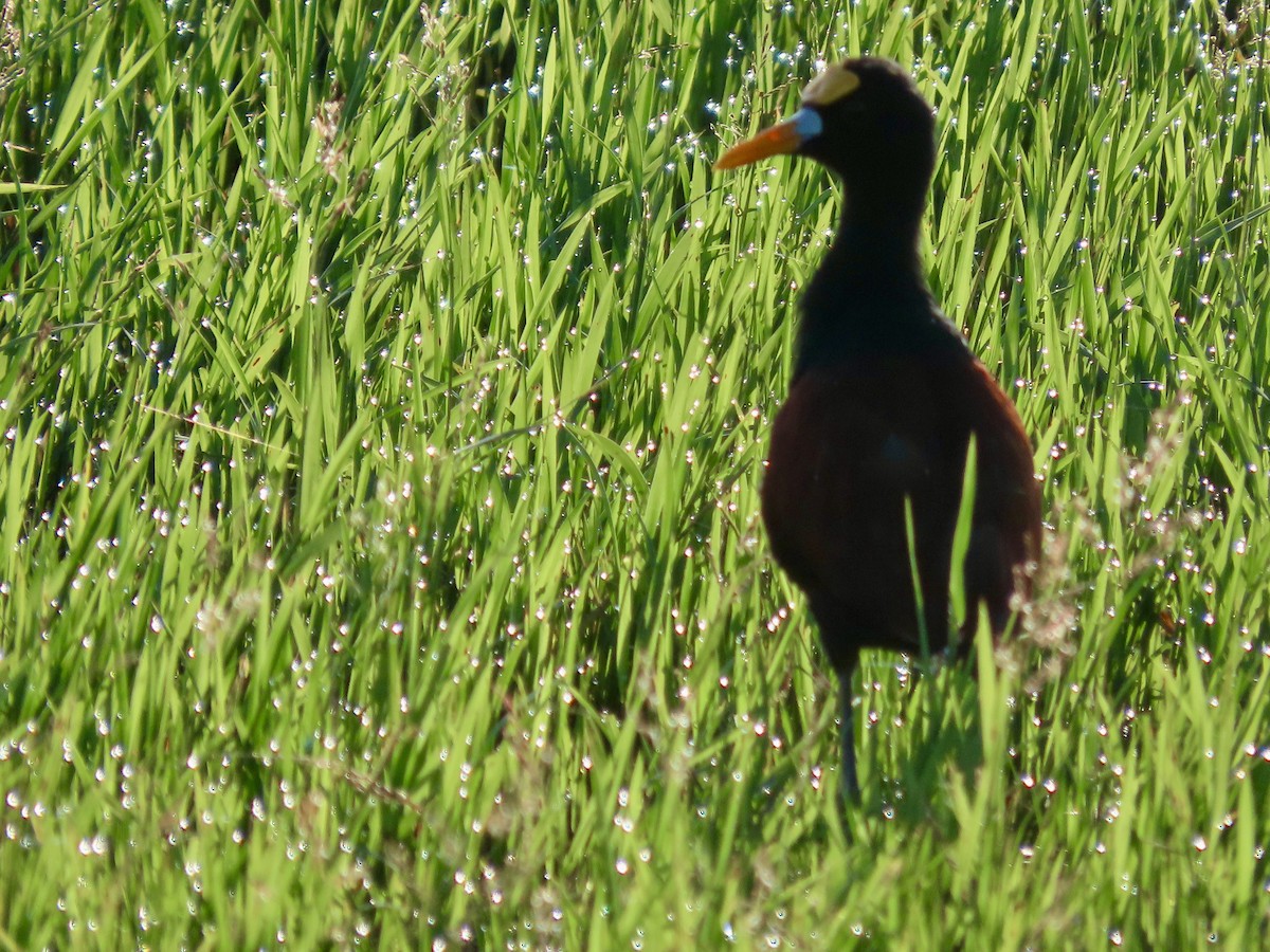 Northern Jacana - ML644063081