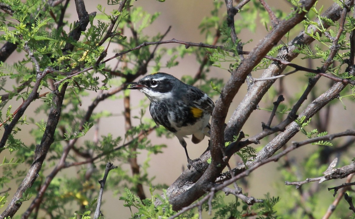Kronenwaldsänger (coronata) - ML644063083