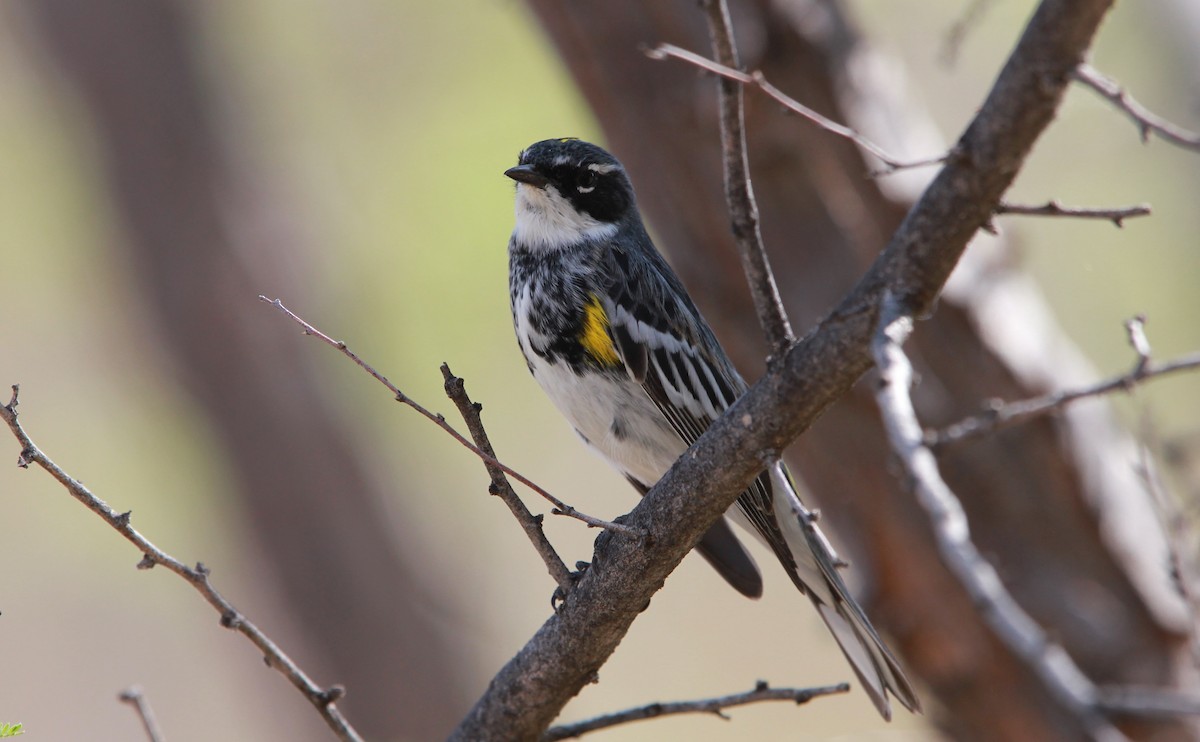 Kronenwaldsänger (coronata) - ML644063084