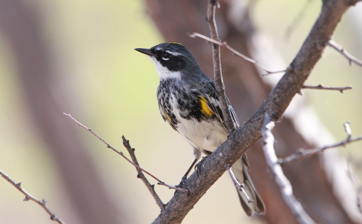 Kronenwaldsänger (coronata) - ML644063085