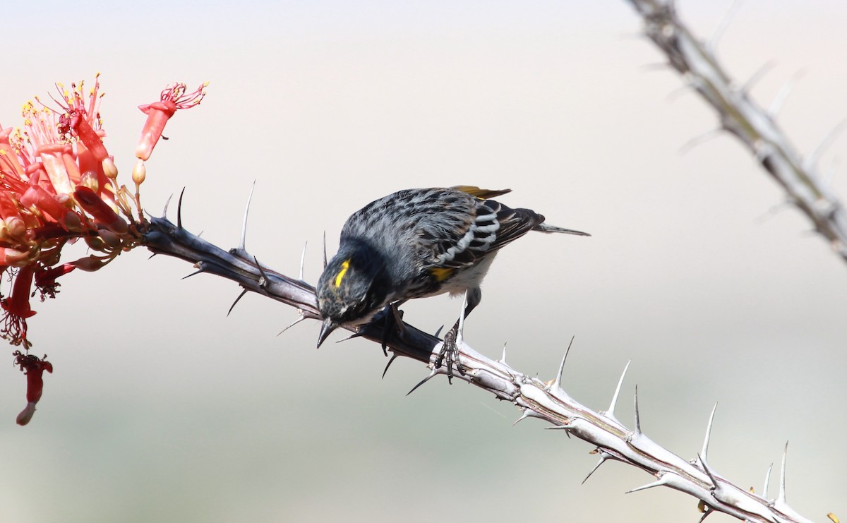 Kronenwaldsänger (coronata) - ML644063086
