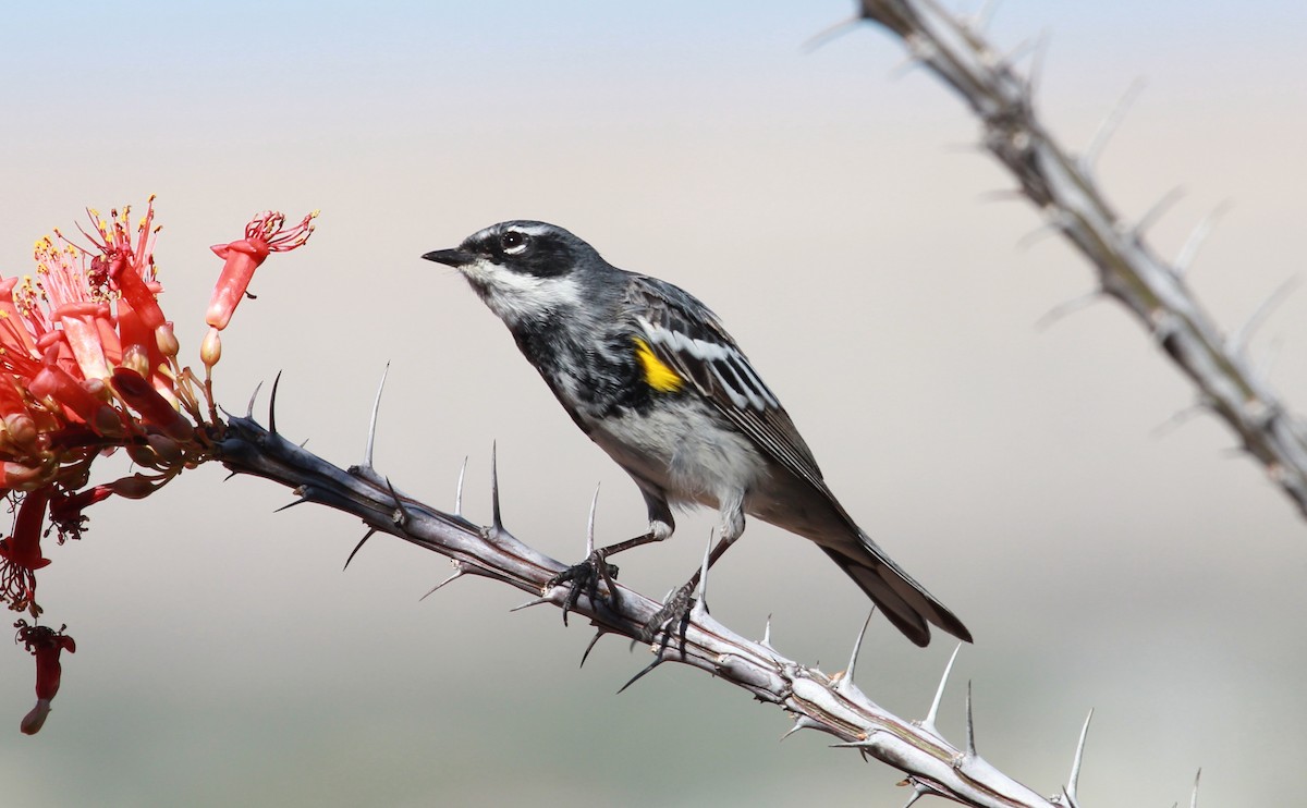 Kronenwaldsänger (coronata) - ML644063087