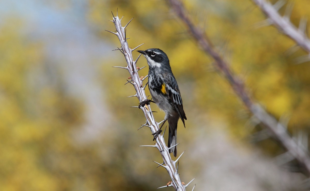 Kronenwaldsänger (coronata) - ML644063088