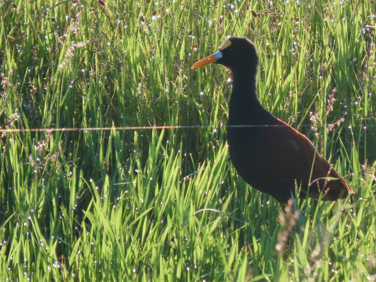 Northern Jacana - ML644063089