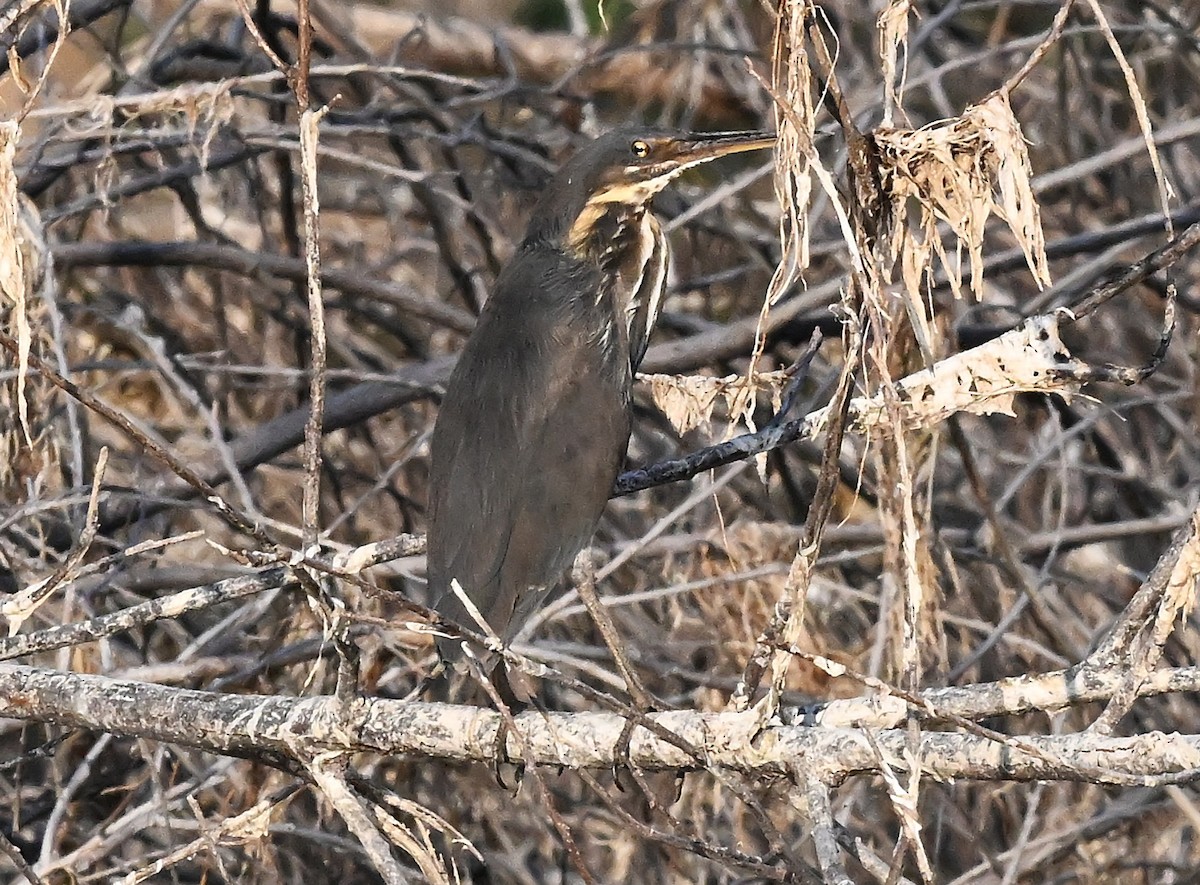 Black Bittern - ML644063090