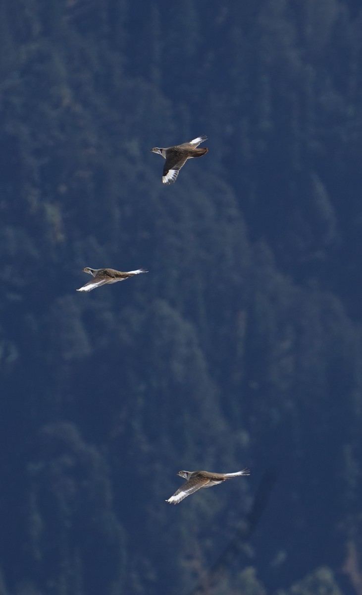 velekur himálajský - ML644063091