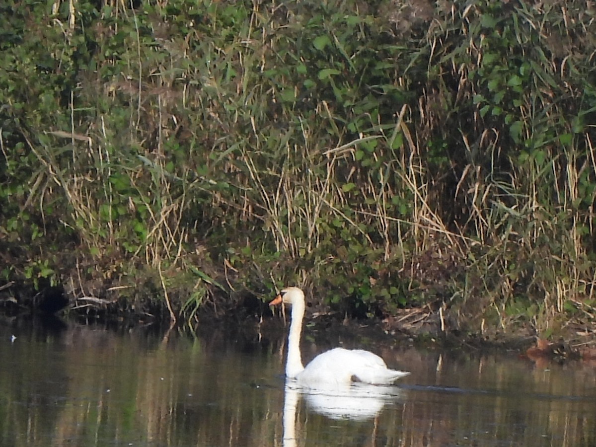 Cigno reale - ML644063092