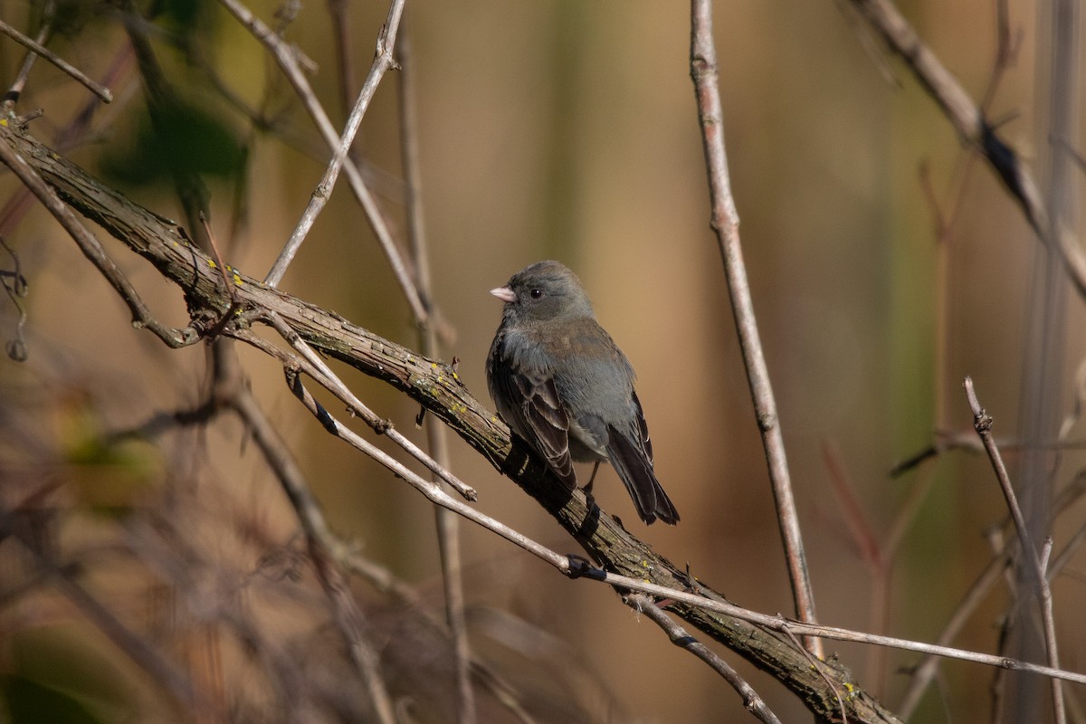 Dark-eyed Junco - ML644063093