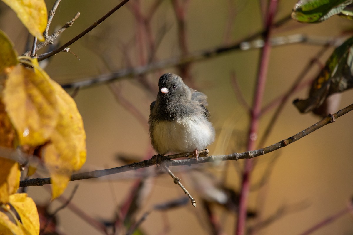 Dark-eyed Junco - ML644063094