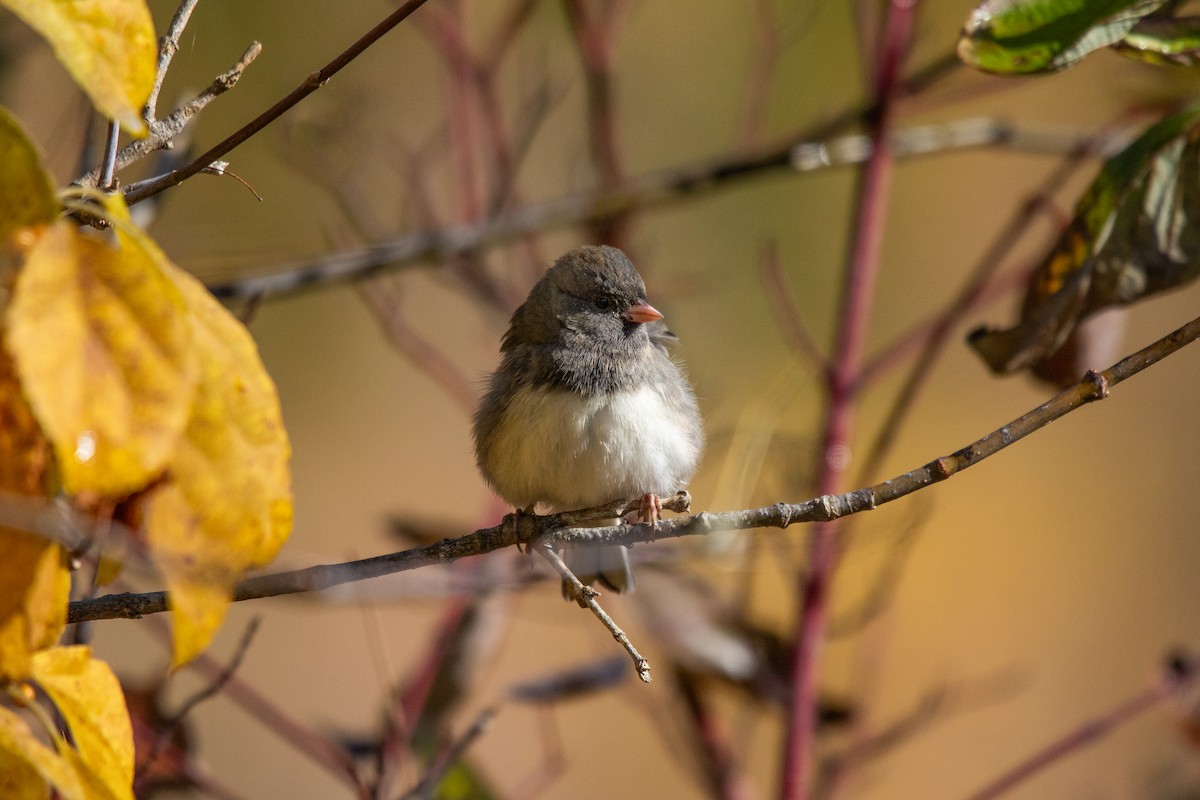 Dark-eyed Junco - ML644063095