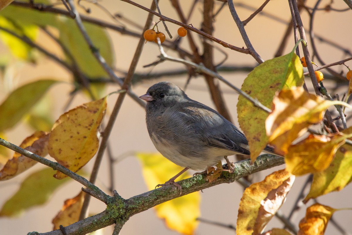 Dark-eyed Junco - ML644063096