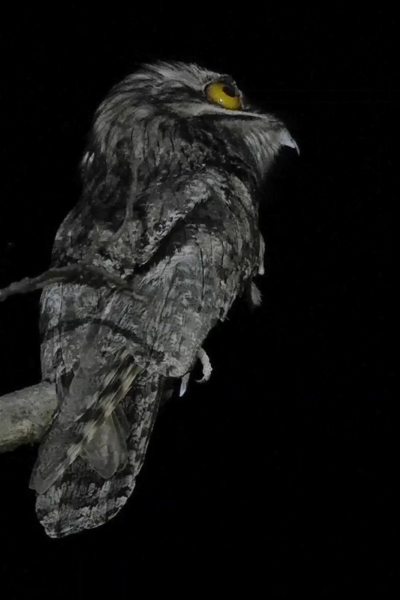 Northern Potoo - ML644063101