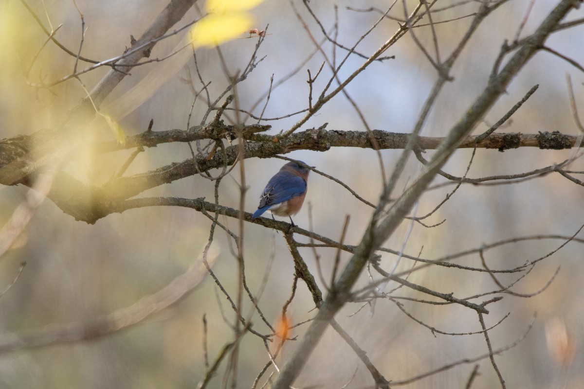 Eastern Bluebird - ML644063102