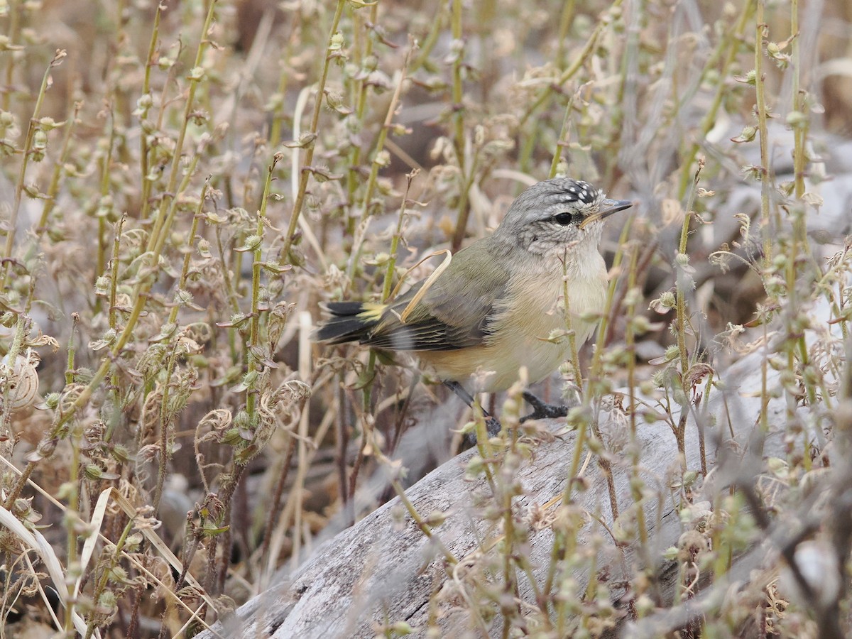 Yellow-rumped Thornbill - ML644063104