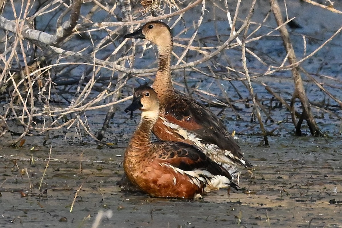 Wandering Whistling-Duck - ML644063106