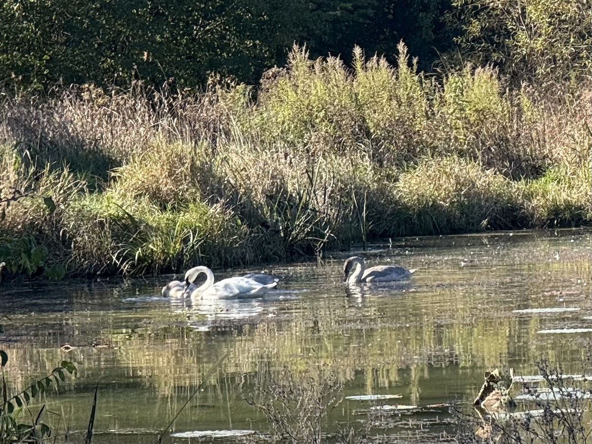 Trumpeter Swan - ML644063109