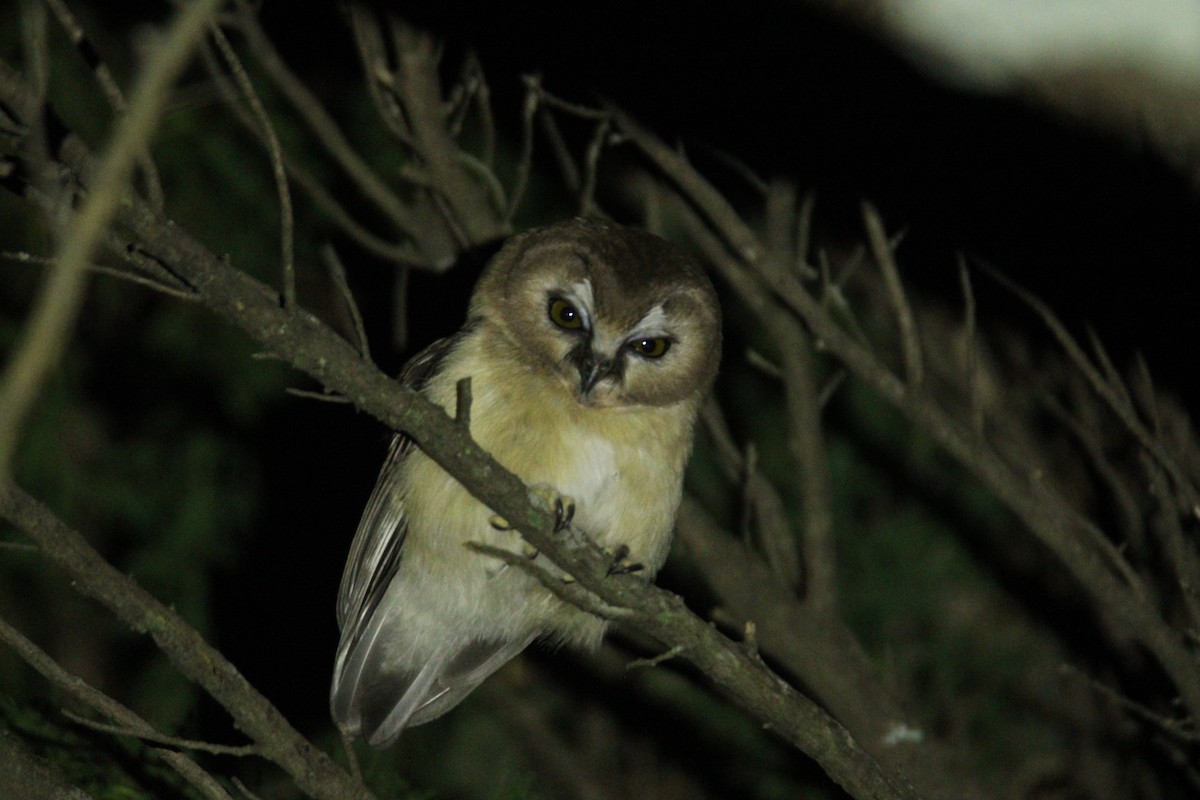 Ridgwaykauz - ML644063110