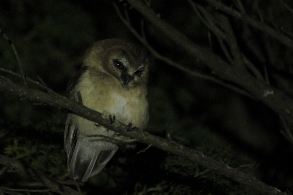 Ridgwaykauz - ML644063111