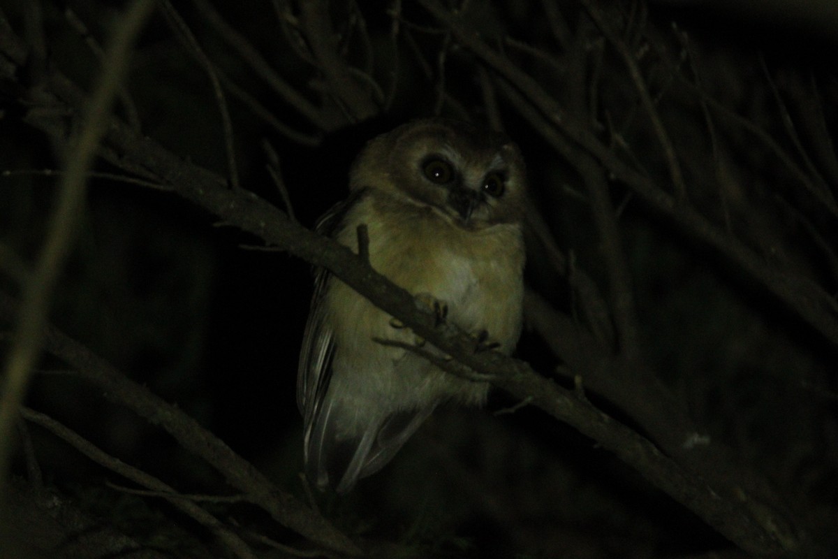 Ridgwaykauz - ML644063112