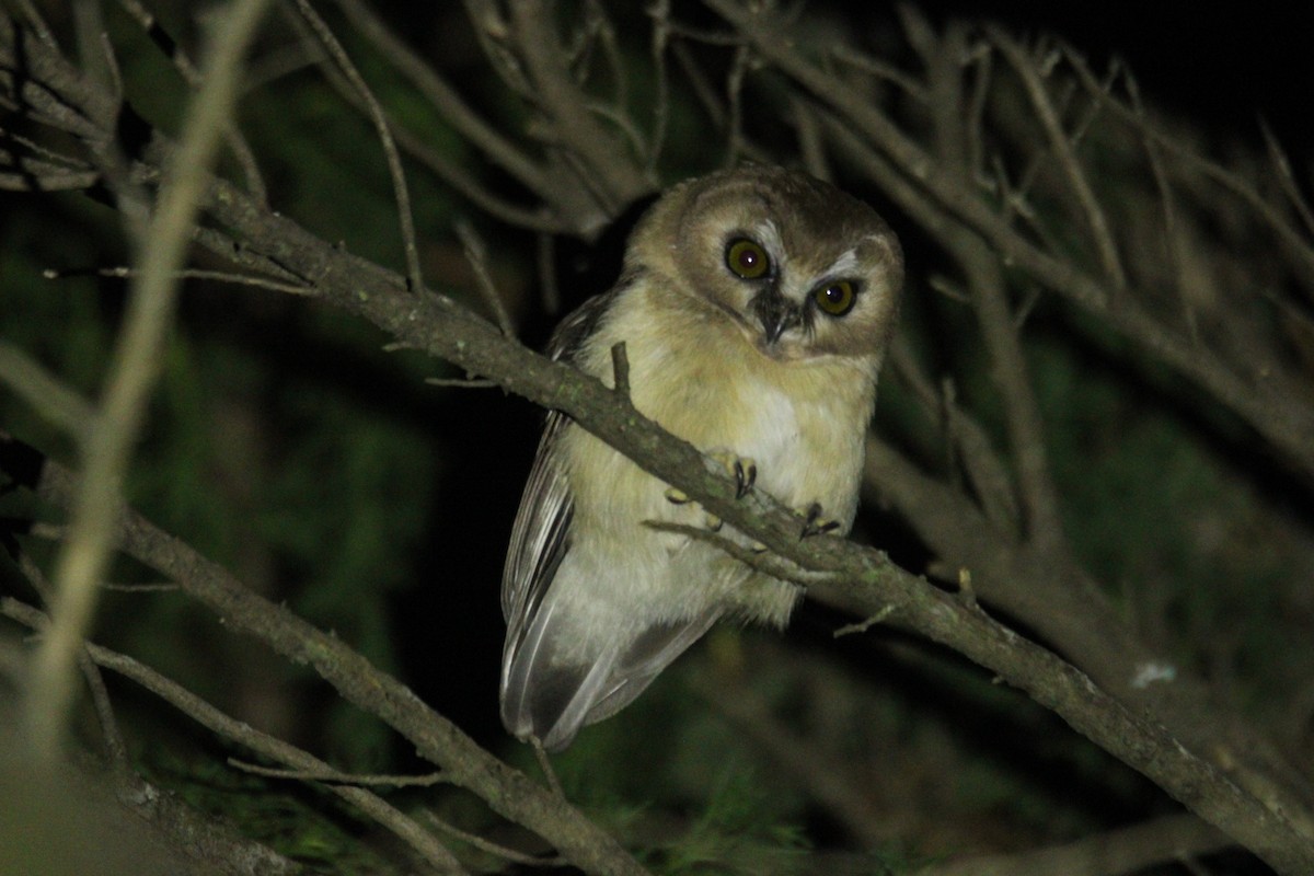 Ridgwaykauz - ML644063113