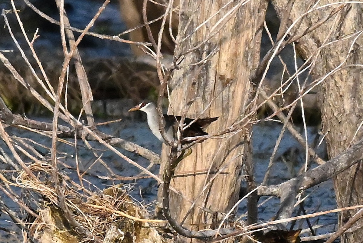 White-browed Crake - ML644063117